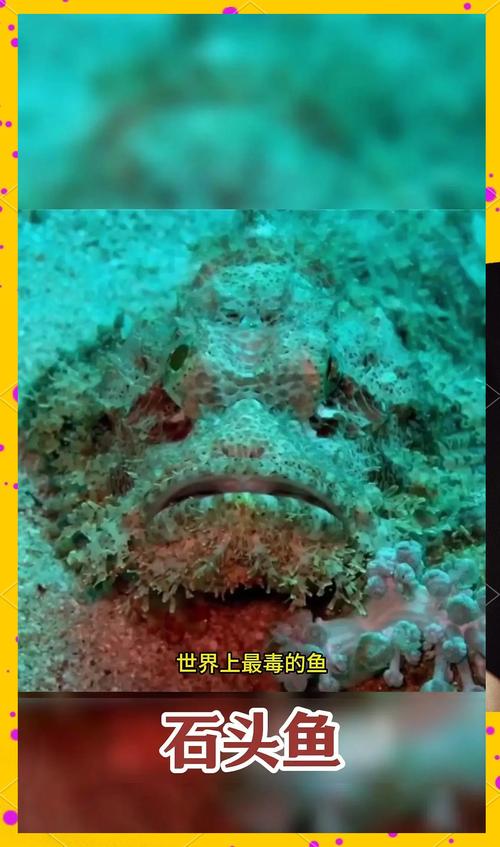 刺毒鱼类种类与刺伤急救指南